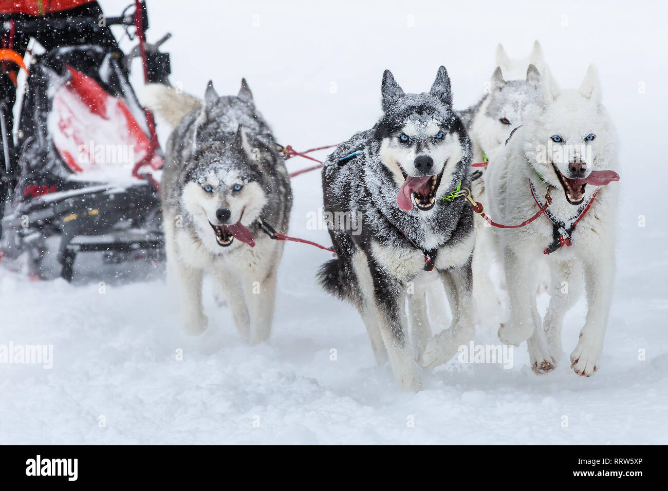 Team sled dogs running along a snowy road during heavy snow. Snow stuck to dog`s muzzles Stock Photo